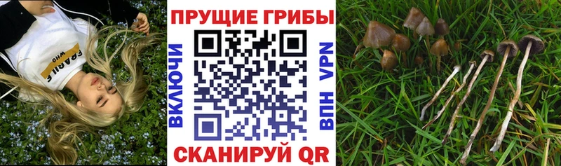 Галлюциногенные грибы ЛСД  Краснознаменск 